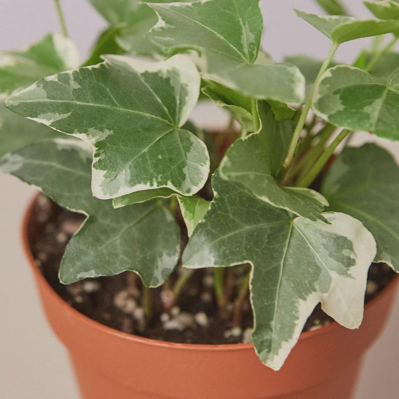May include: Close-up of a potted English ivy plant. The plant features green leaves with white edges. The pot is a terracotta color and contains soil. The plant is a popular houseplant.