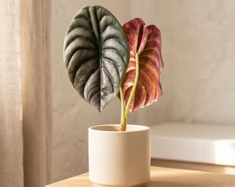 Alocasia Cuprea Red Secret 4” Plant **(ALL Plants Require You to