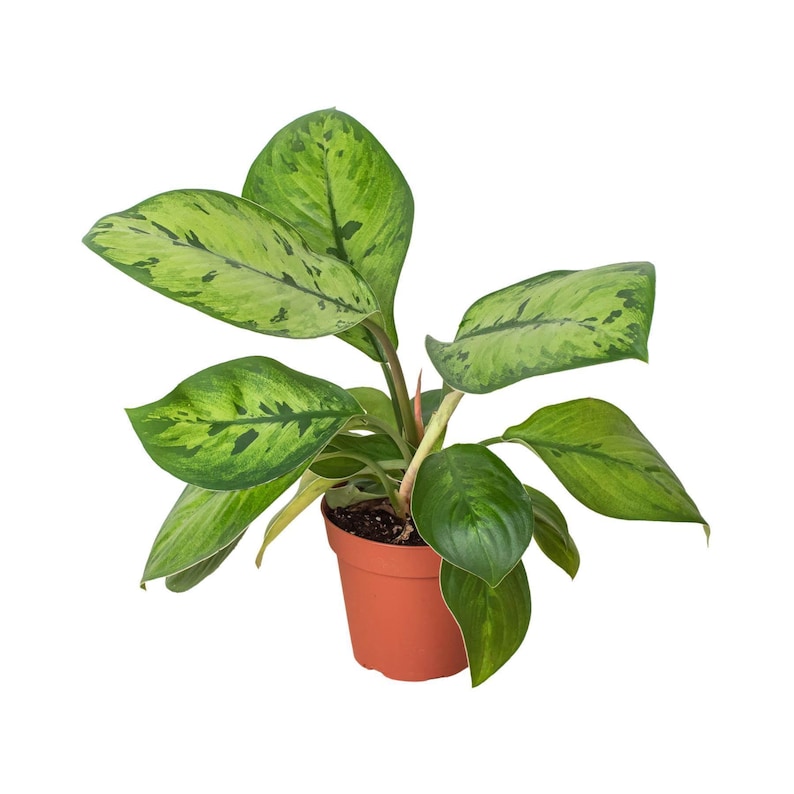 Austin Jungle Co. Selby Homalomena