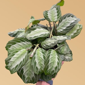 Silver Band Maranta - Maranta leuconeura ‘Silver Band’ - Patterned Foliage, Pet Safe Houseplant