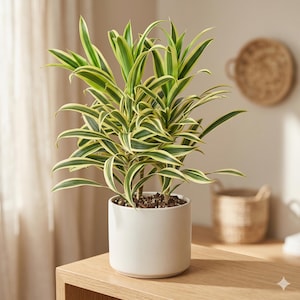 May include: A Dracaena plant with vibrant green and yellow striped leaves, potted in a white ceramic pot. The plant sits on a light wood surface, with a neutral background. The plant is a houseplant.