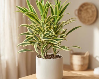 gemeine eibe hecke Schnitthecke Eibe (Taxus baccata) main image 0