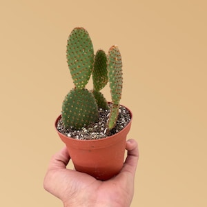 Opuntia Microdasys – Bunny Ear Cactus with Soft White Spines | Easy Care Succulent | Indoor & Outdoor | Unique Gift Plant