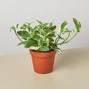 May include: A potted houseplant with green and white variegated leaves. The plant is in a terracotta-colored plastic pot. The plant has several long stems with leaves that are a mix of green and white. The background is a neutral color.