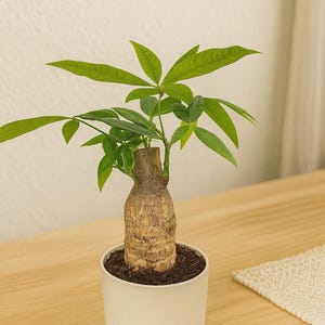Money Tree Stump – Unique Braided Pachira Aquatica | Lush Tropical Indoor Plant | Perfect Gift for Plant Lovers & Home Decor
