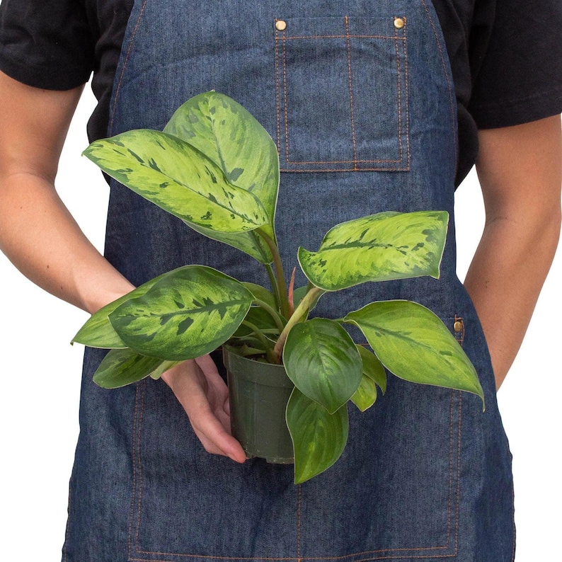 Austin Jungle Co. Selby Homalomena - Thumbnail 4