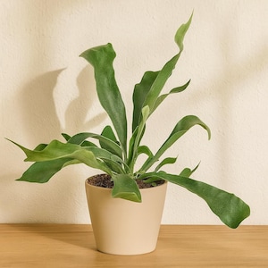 Staghorn Fern: Unique Epiphytic Tropical Houseplant with Antler-Shaped Fronds for Indoor or Outdoor