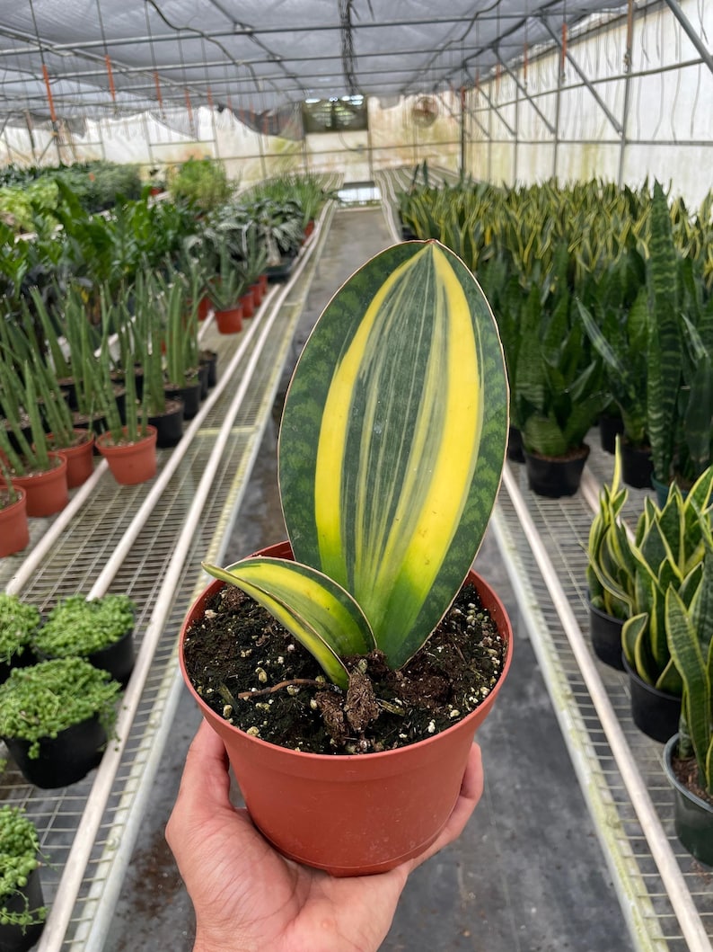 Austin Jungle Co. Snake Plant - Thumbnail 3