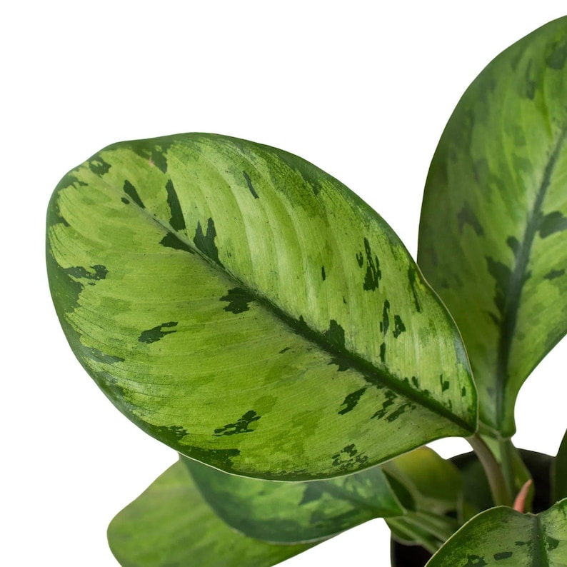 Austin Jungle Co. Selby Homalomena - Thumbnail 5