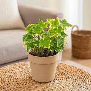 English Ivy Gold Child – Fast-Growing Vining Plant with Light Green & Yellow Variegated Leaves | Easy Care Indoor or Outdoor Ivy | Desk Gift