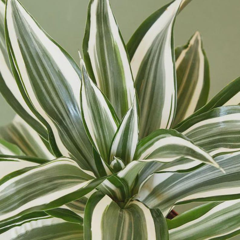 Austin Jungle Co. Dracaena - Thumbnail 5