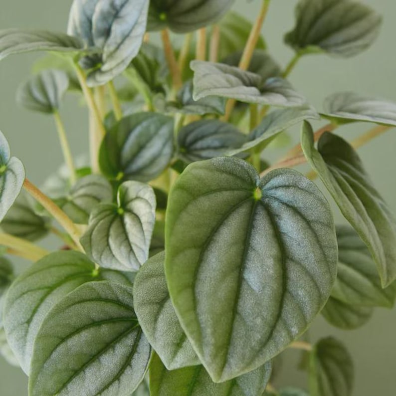 Austin Jungle Co. Peperomia Frost - Thumbnail 2