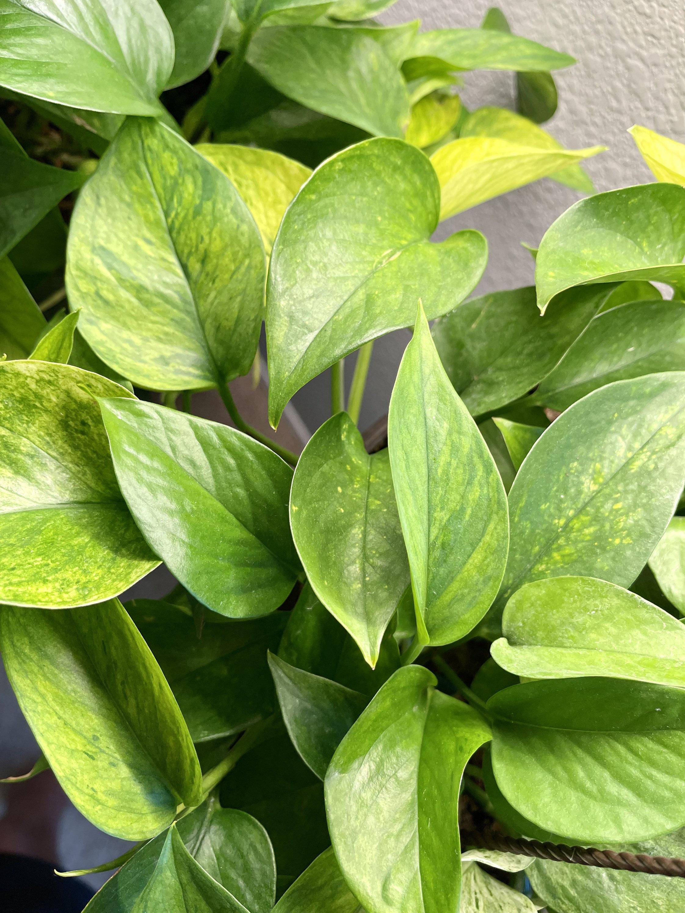 Jessenia Pothos Unrooted Cutting Epipremnum Etsy