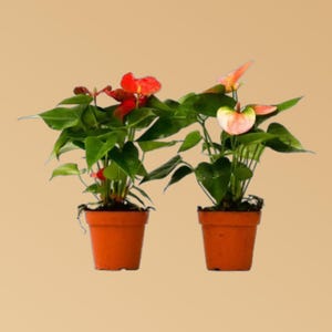 2 Anthurium Variety Pack – Assorted 4” Potted Plants | Easy Care Tropical Houseplants with Glossy Foliage or Blooms