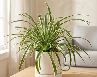 Reverse Spider Plant - Chlorophytum comosum ‘Reverse Variegatum’ - Pet Safe, Easy Care Houseplant