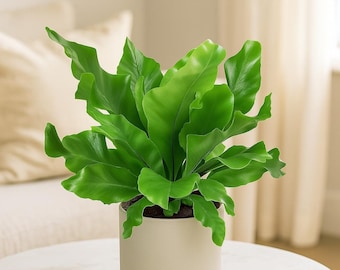Bird’s Nest Fern – Large Crinkled Leaves, Tropical Indoor Plant, Humidity-Loving, Easy Care, Air Purifier, Perfect for Bathrooms & Offices