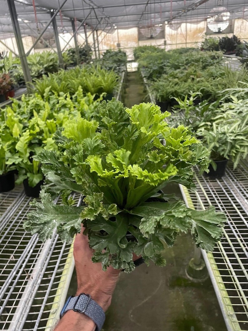 Austin Jungle Co. Bird’s Nest Fern - Thumbnail 2