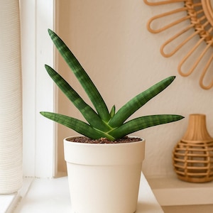 Sansevieria Starfish – Unique Starfish Snake Plant | Compact Cylindrical Leaves | Easy Care Office & Home Decor