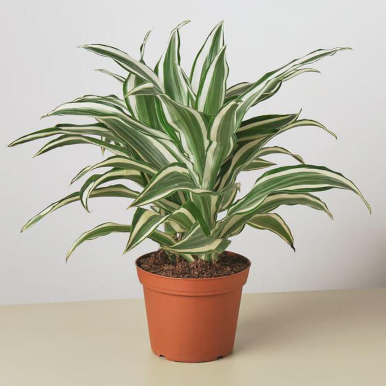 Austin Jungle Co. Dracaena - Thumbnail 2