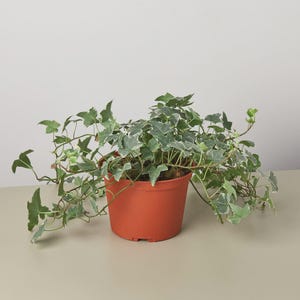 May include: A potted English ivy plant. The plant has green and white variegated leaves and is in a terracotta-colored plastic pot. The ivy's vines are trailing and spreading out from the pot.
