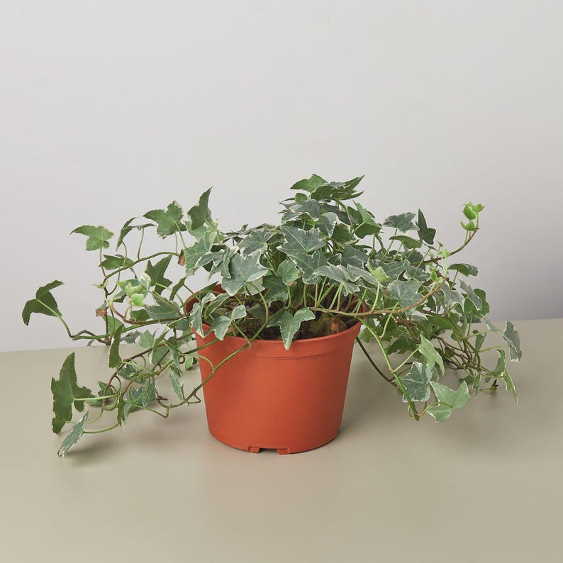 May include: A potted English ivy plant. The plant has green and white variegated leaves and is in a terracotta-colored plastic pot. The ivy's vines are trailing and spreading out from the pot.