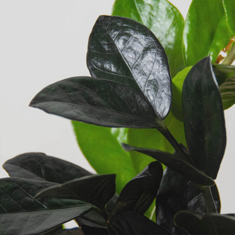 Austin Jungle Co. ZZ Plant - Thumbnail 3