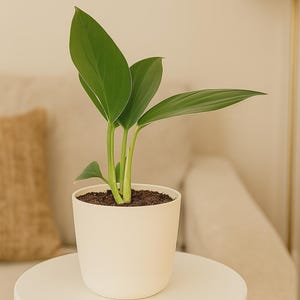 Rare Philodendron Dragon Tail: Tropical Houseplant with Yellow-Green Foliage