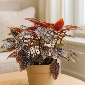 Angel Wing Begonia - Begonia corallina - Cane Begonia, Striking Foliage