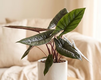 Alocasia Scalprum - Striking Foliage, Rare Houseplant