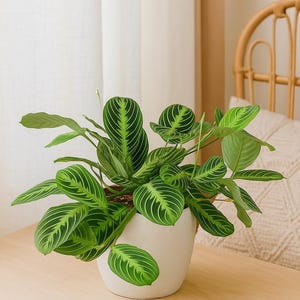 Vibrant Maranta Lemon Lime Prayer Plant - Easy Care Tropical Houseplant for Home Decor