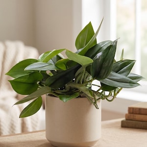 May include: A potted houseplant with vibrant green leaves. The plant is in a beige ceramic pot, sitting on a wooden table. The background includes a window and a neutral-toned interior, suggesting a natural, indoor setting.