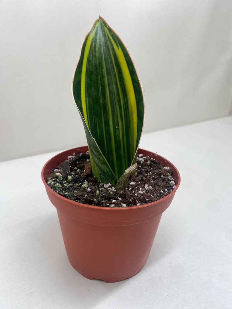 Austin Jungle Co. Snake Plant - Thumbnail 2