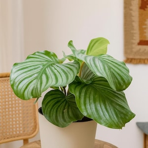 Calathea Orbifolia – Large Leaf Prayer Plant with Silver Stripes | Easy Care Tropical Houseplant | Low Light Indoor Plant