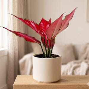 May include: A vibrant houseplant with large, glossy red and pink leaves. The plant is potted in a simple, white ceramic pot. The leaves have a striking color gradient, adding a pop of color to any indoor space. The plant sits on a wooden surface.