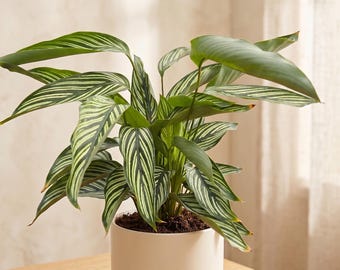 bromelie giftig katzen Bromelie ananasová – okrasný ananas – květináč 12 cm, výška 30 cm main image 1