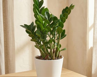 large indoor plant stand 70.9
