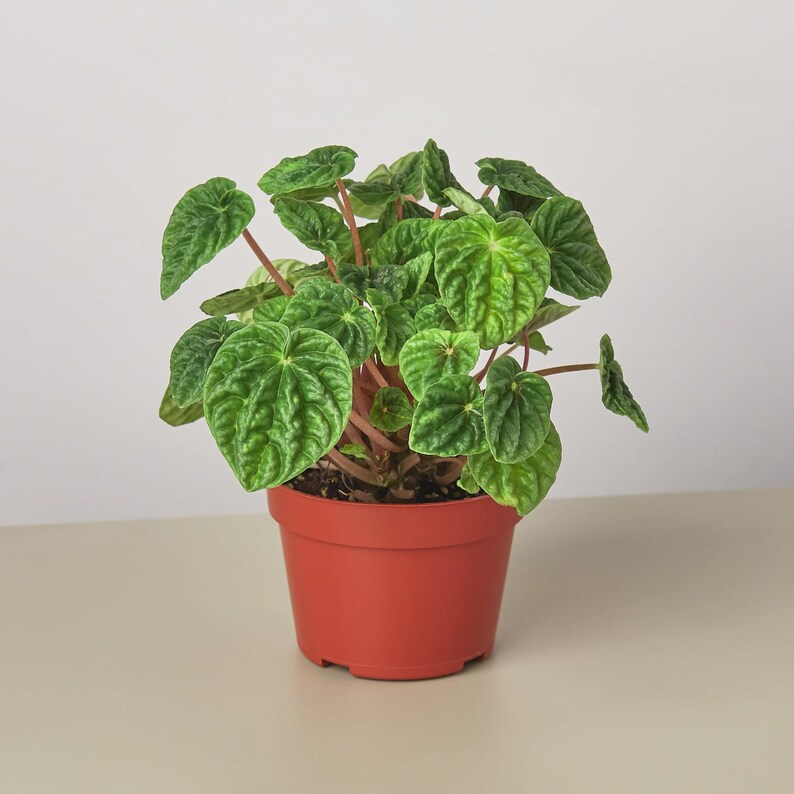 Austin Jungle Co. Ripple Peperomia