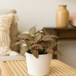 Pink Fittonia Albivenis – Vibrant Nerve Plant with Veined Leaves | Easy Care Evergreen | Colorful Indoor Plant | Perfect for Terrariums