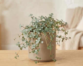 Silver Sparkle Nettle - Solanum elaeagnifolium - Silver Foliage, Trailing Houseplant
