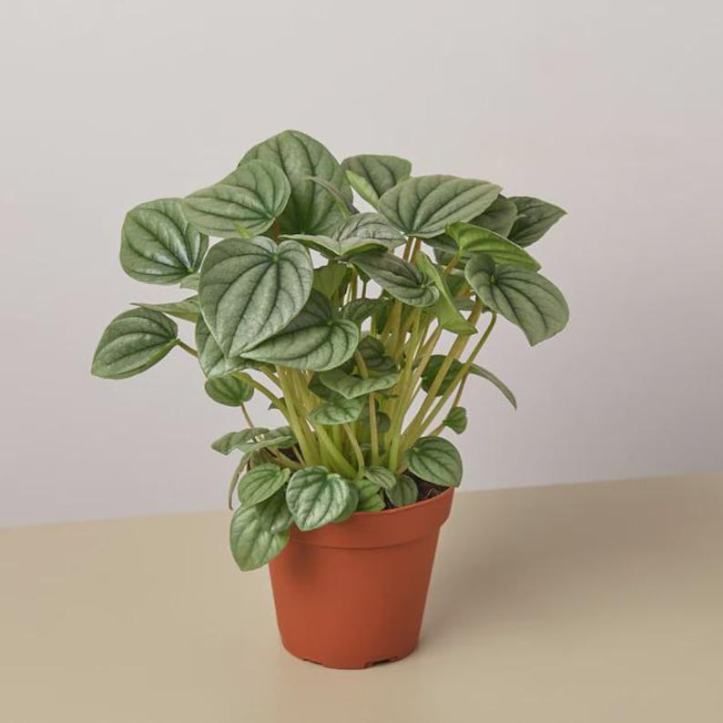 Austin Jungle Co. Peperomia Frost - Thumbnail 3