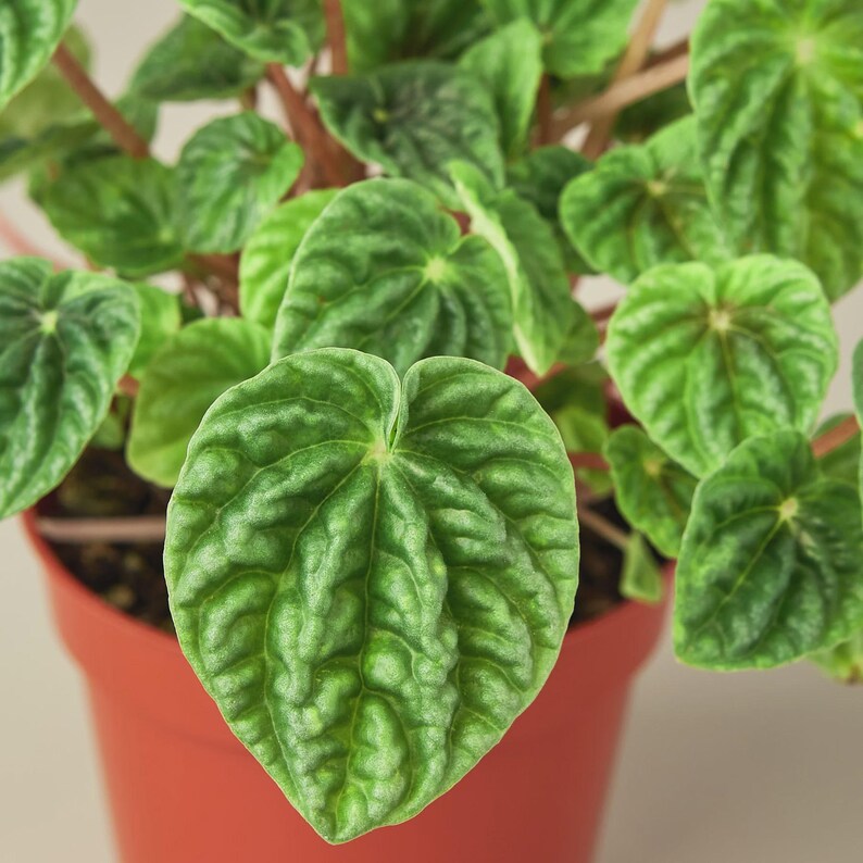 Austin Jungle Co. Ripple Peperomia - Thumbnail 3