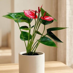 Anthurium Livium - Etsy