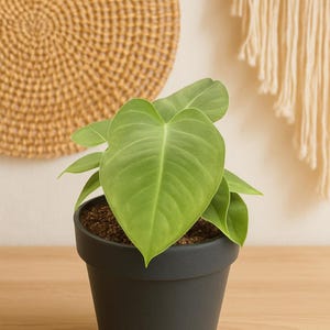 Anthurium Veitchii – King Anthurium with Spectacular Pleated Leaves | Large Tropical Indoor Plant | Collector Favorite