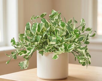 Pothos N’Joy - Epipremnum aureum ‘N’Joy’ - Variegated, Easy Care Houseplant