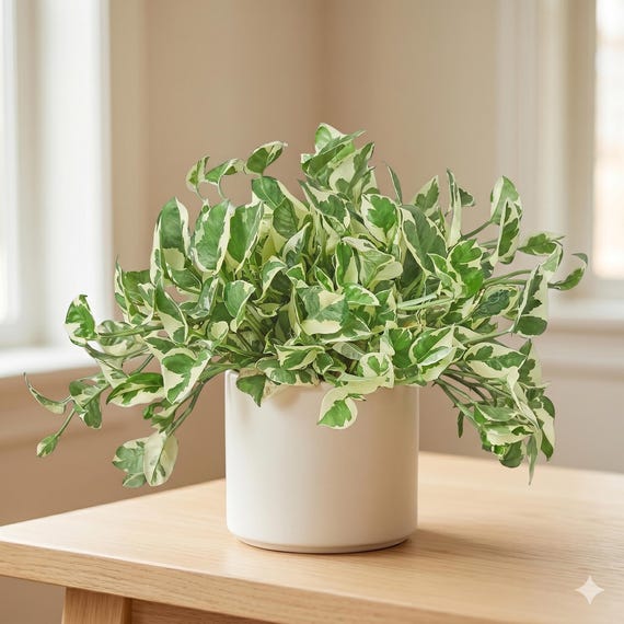 Pothos N’Joy - Epipremnum aureum ‘N’Joy’ - Variegated, Easy Care Houseplant