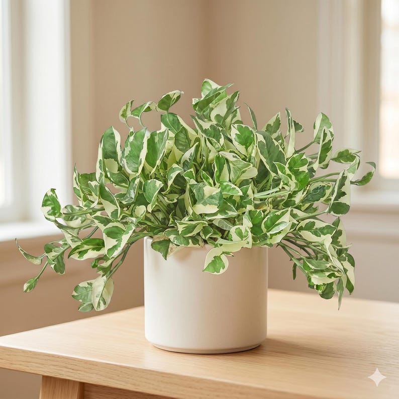 May include: A potted houseplant with green and white variegated leaves. The plant is in a white ceramic pot, sitting on a light-colored wooden table. The leaves have a vibrant green color with white variegation.