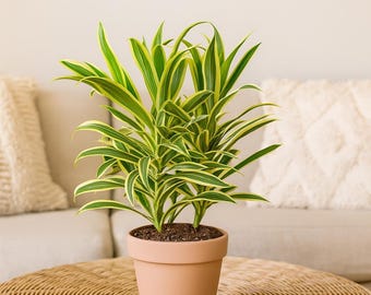 Dracaena Song of India – Bright Yellow & Green Variegated Leaves | Easy Care Indoor Dragon Tree | Hardy Office or Home Plant