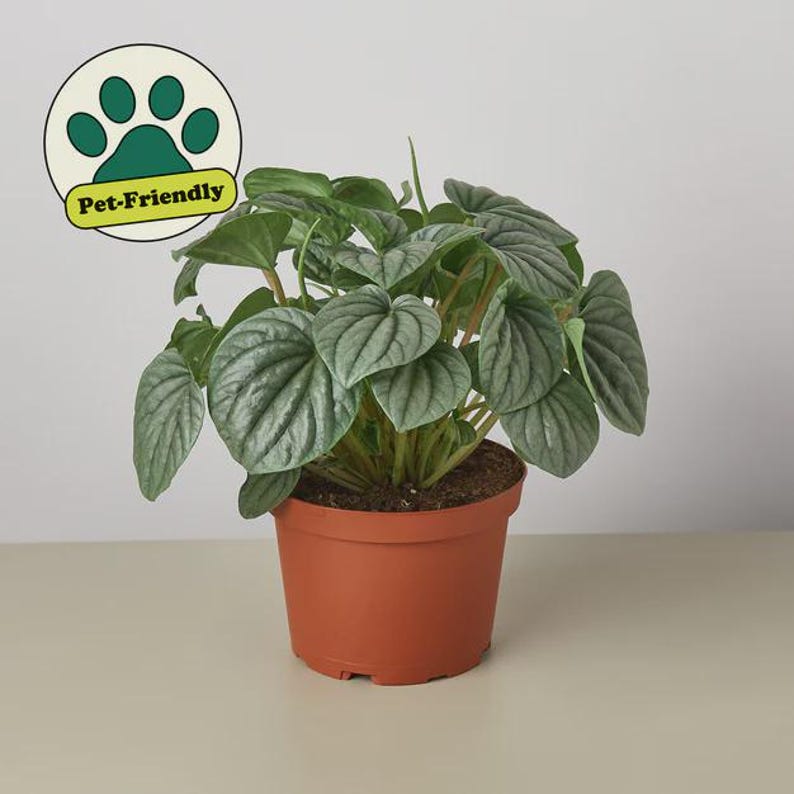 Austin Jungle Co. Peperomia Frost - Thumbnail 4