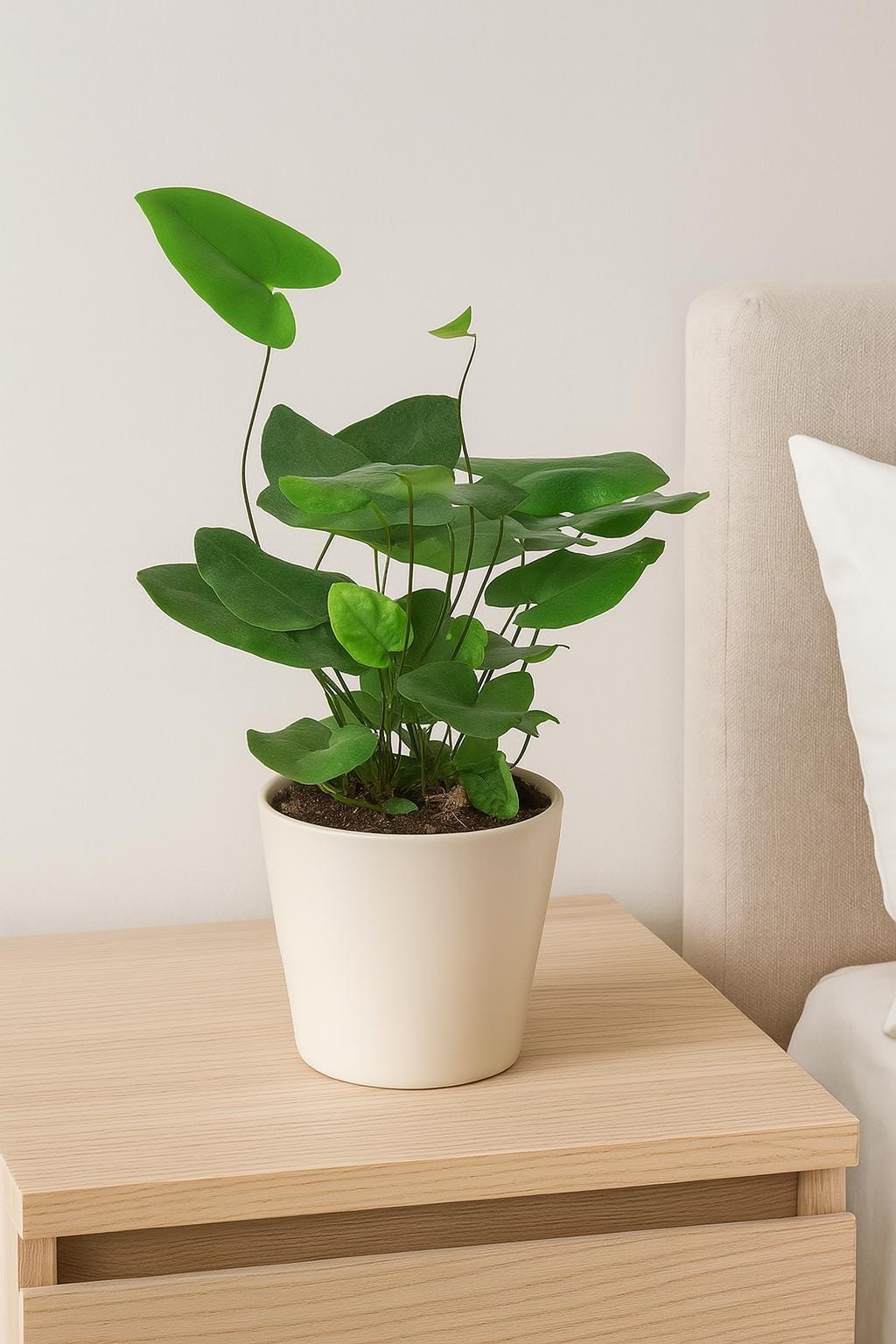 Heart Fern (Hemionitis Arifolia) - Unique Shaped Tropical Indoor Plant for Terrariums & Low Light