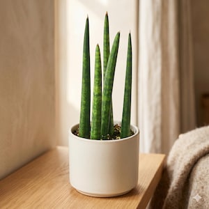 Sansevieria Art - Etsy